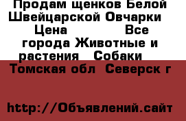 Продам щенков Белой Швейцарской Овчарки  › Цена ­ 20 000 - Все города Животные и растения » Собаки   . Томская обл.,Северск г.